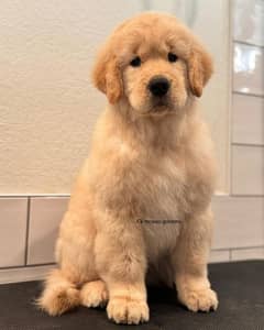 golden retriever puppies available looking for a new home