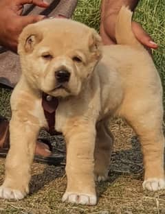 alabai dog mail 2 months for sale security dog