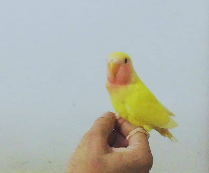 Hand Tamed Lautino lovebirds peach face babies 2 months (description↓) 1