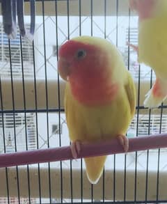 lutino lovebirds 1 pair and 1 hand tame (description ↓)