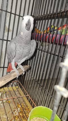 African Grey , Gray Parrot , Parrot available for sale