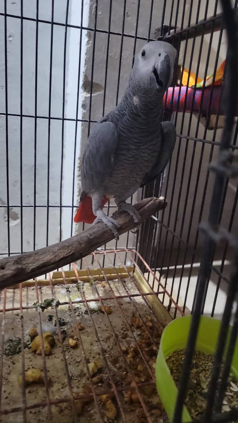 African Grey , Gray Parrot , Parrot available for sale 1