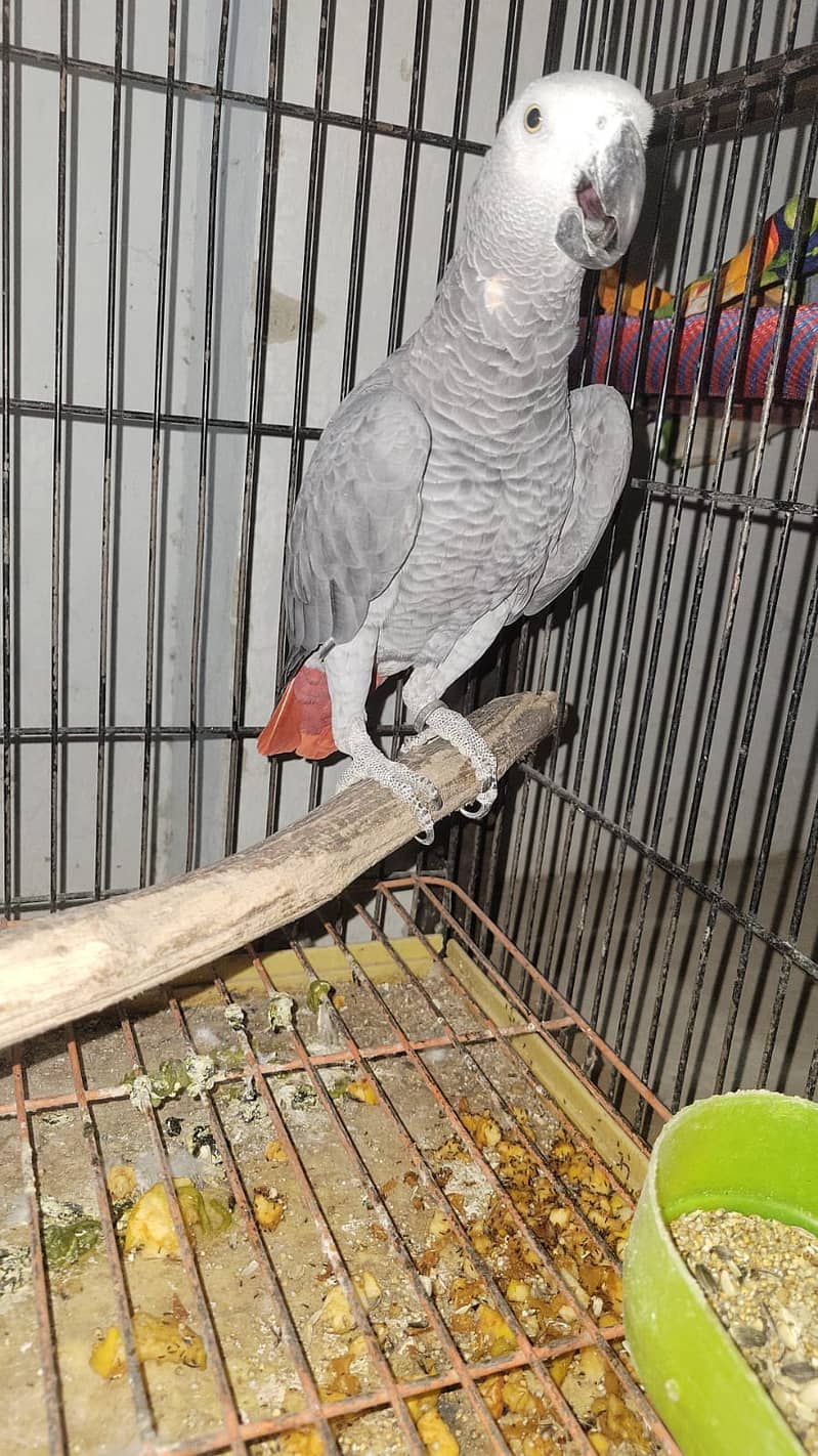 African Grey , Gray Parrot , Parrot available for sale 2