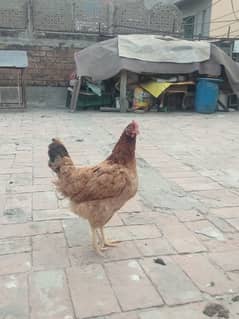 dasi morgi for sell egg dati Hain 03294042671