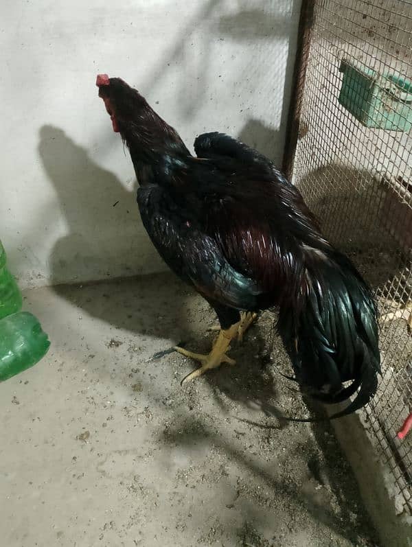 O shamo male for sale 5