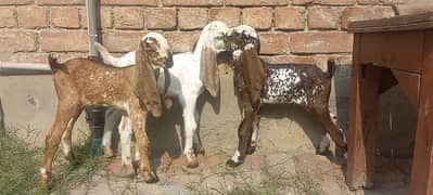 3 Goat Kids for sale