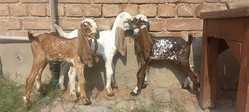 3 Goat Kids for sale 0