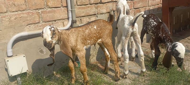 3 Goat Kids for sale 1