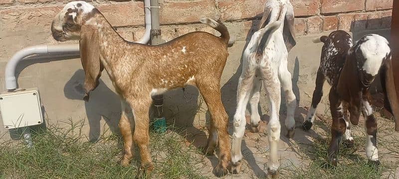 3 Goat Kids for sale 2