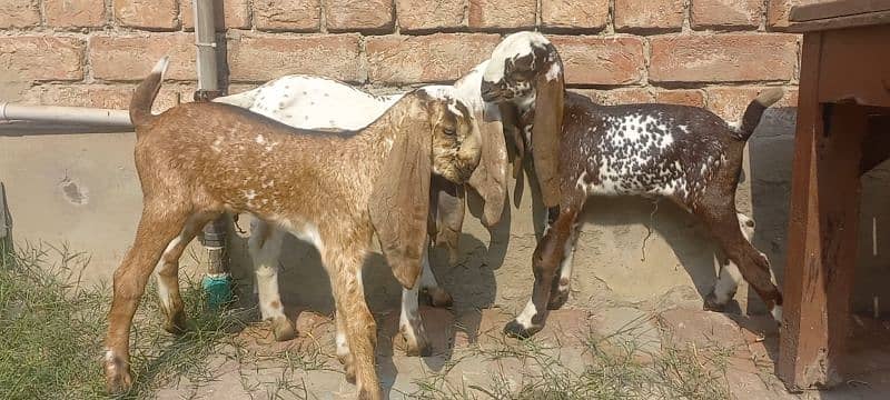 3 Goat Kids for sale 3