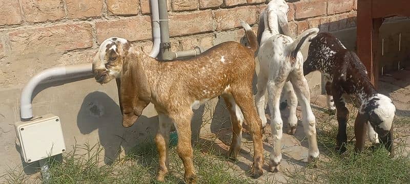 3 Goat Kids for sale 4