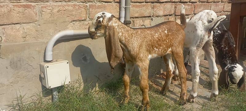 3 Goat Kids for sale 5