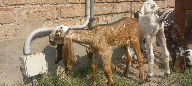 3 Goat Kids for sale 6