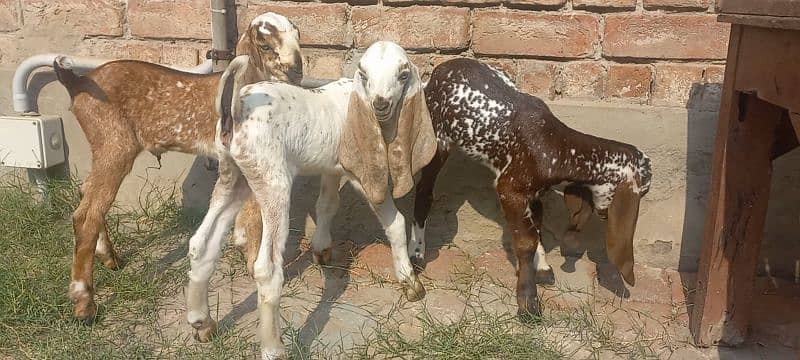 3 Goat Kids for sale 7