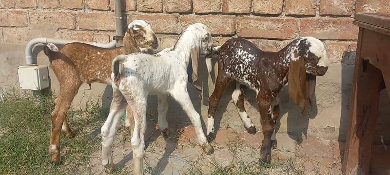 3 Goat Kids for sale 8