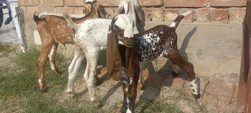 3 Goat Kids for sale 9