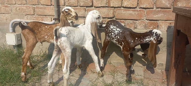 3 Goat Kids for sale 10