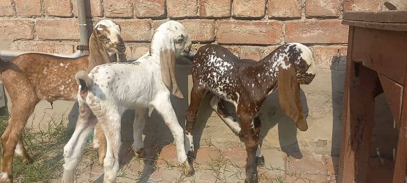 3 Goat Kids for sale 11