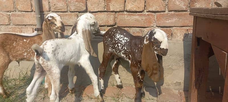 3 Goat Kids for sale 12