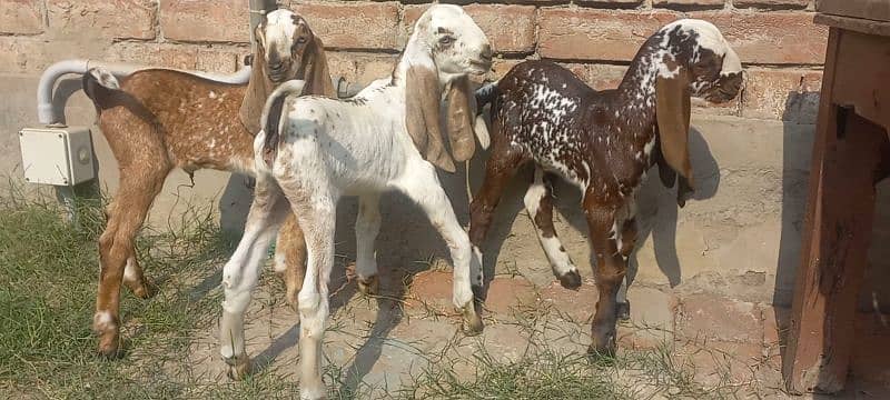 3 Goat Kids for sale 13