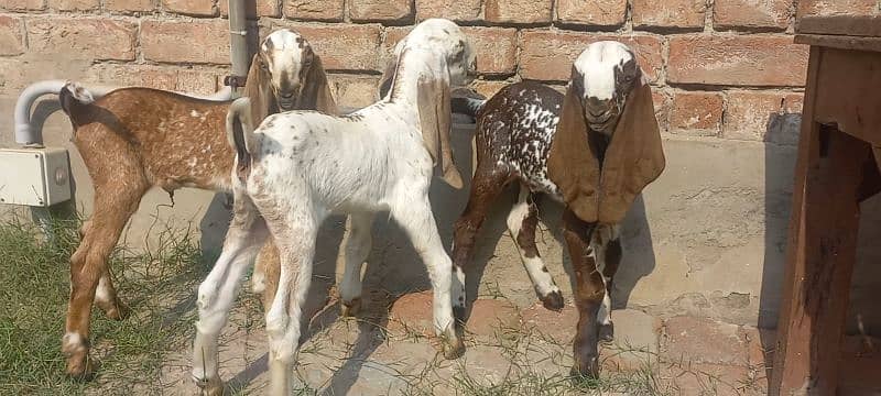 3 Goat Kids for sale 14