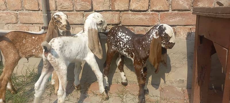 3 Goat Kids for sale 15