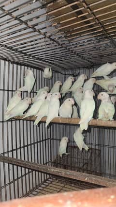 Albino | Parblue fisher | Creamino | Decino | Green opline|Love Bird