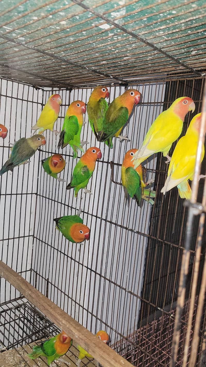 Albino | Parblue fisher | Creamino | Decino | Green opline|Love Bird 1