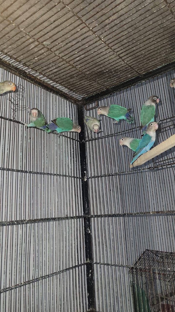 Albino | Parblue fisher | Creamino | Decino | Green opline|Love Bird 2