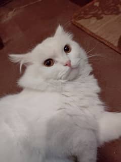 Persian Garfield Male Cat Pure White