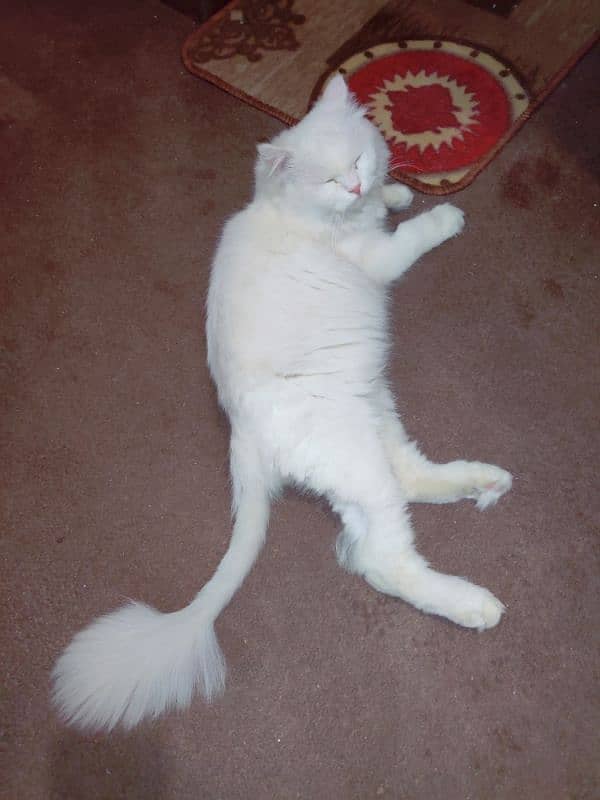 Persian Garfield Male Cat Pure White 1