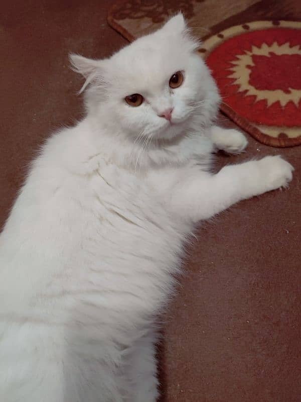 Persian Garfield Male Cat Pure White 2