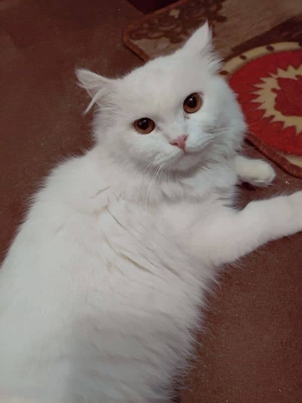 Persian Garfield Male Cat Pure White 3