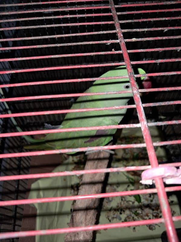 Green parrot pahari 0