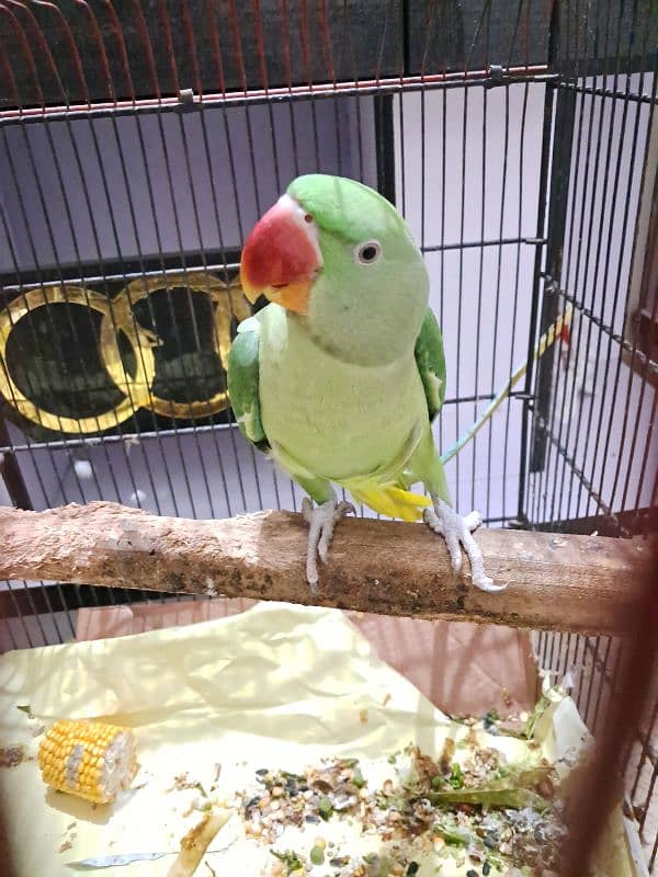 Green parrot pahari 1