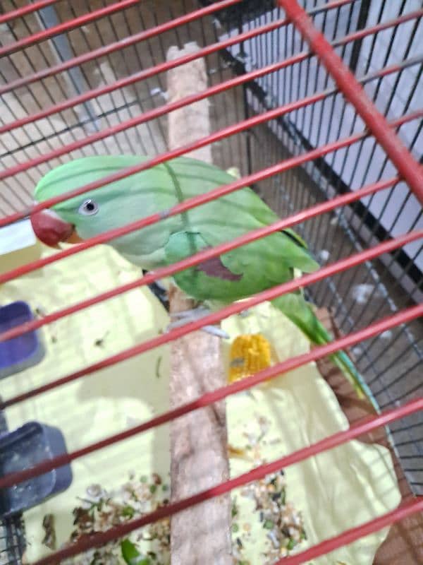 Green parrot pahari 2