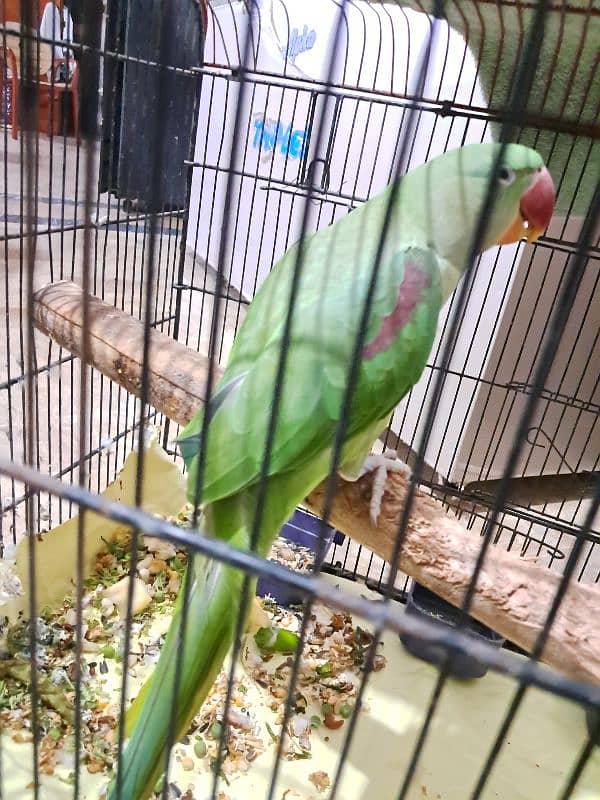 Green parrot pahari 3