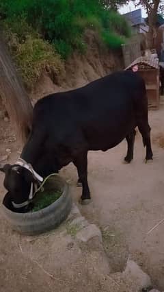 Cow for Sale