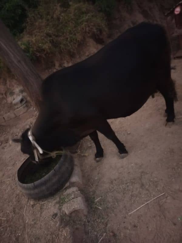 Cow for Sale 1