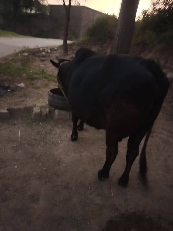 Cow for Sale 2