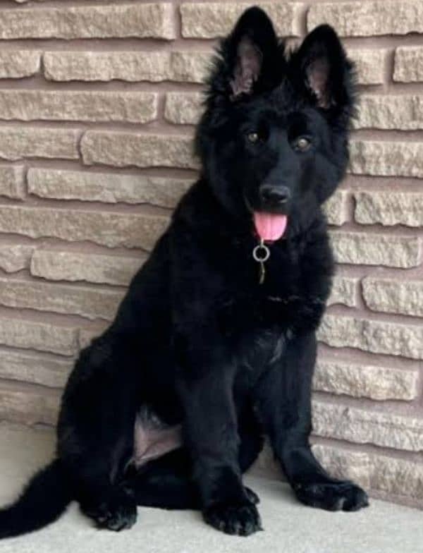 black German shepherd male puppy available 0