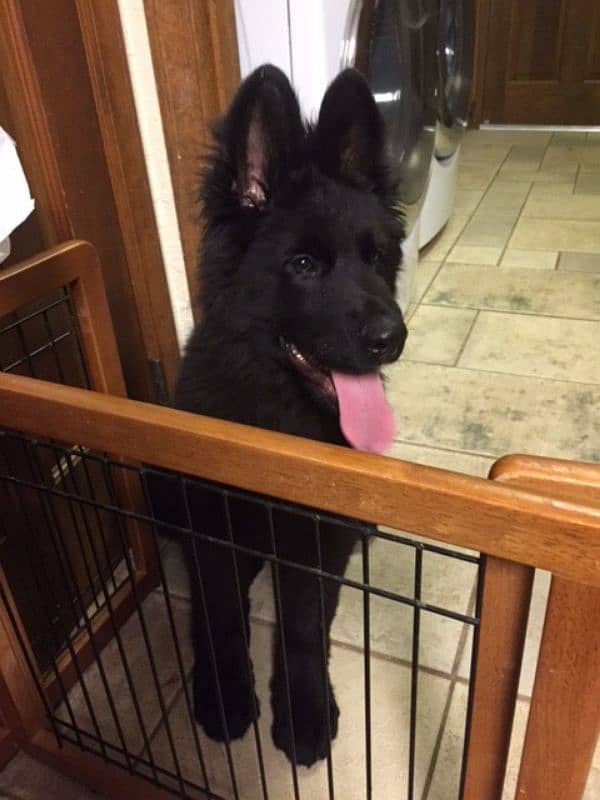 black German shepherd male puppy available 1