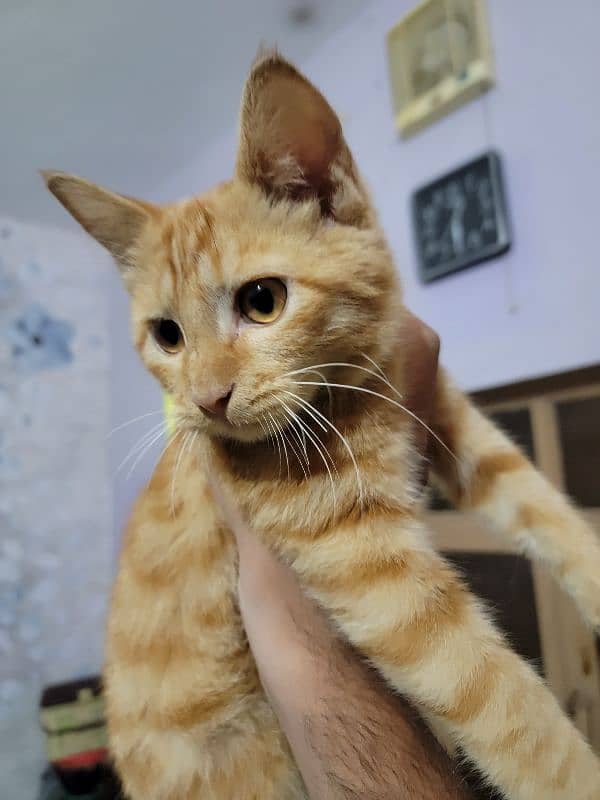 orange cat 2