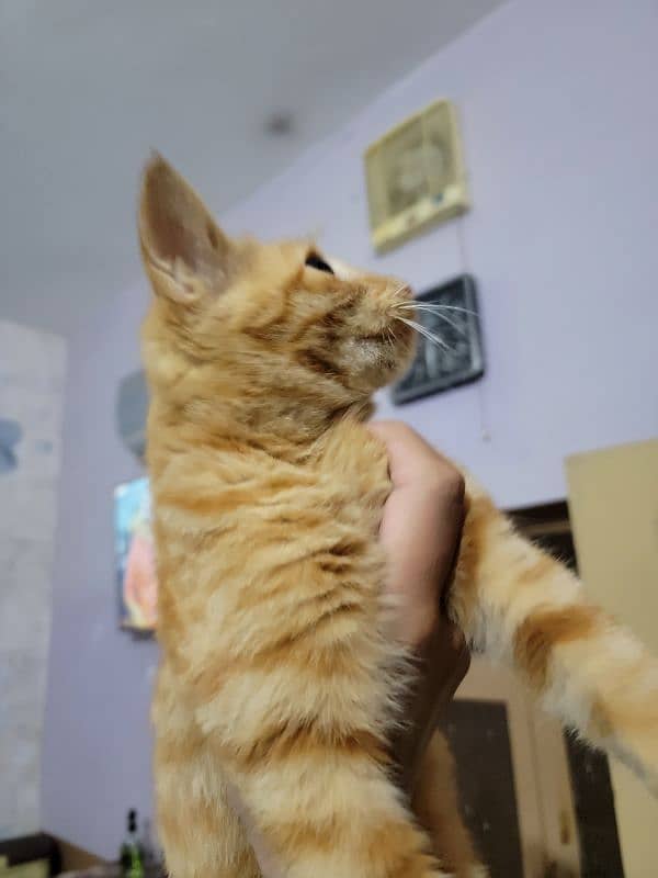 orange cat 3