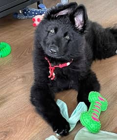 German shepherd male puppy available