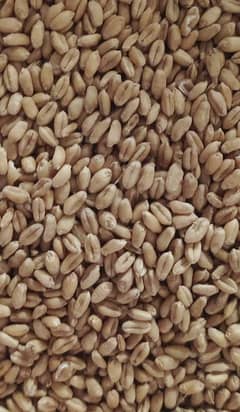 wheat new seed (available)