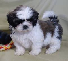 Shihtzu puppies available looking for a new home