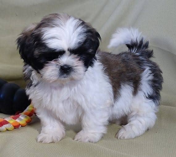 Shihtzu puppies available looking for a new home 0