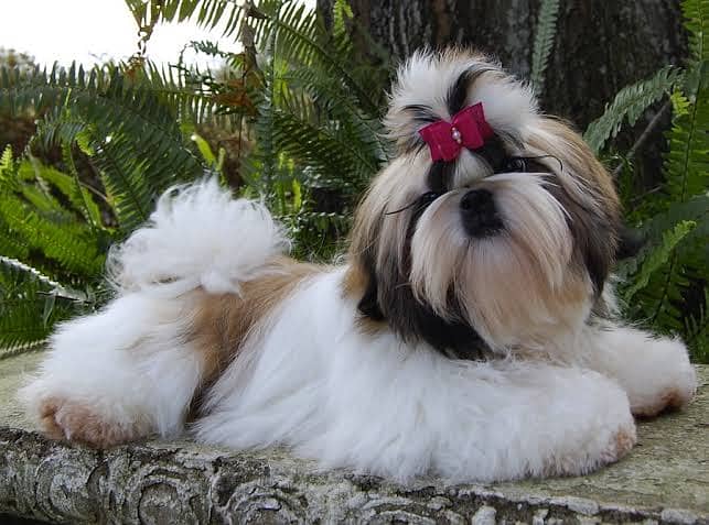 Shihtzu puppies available looking for a new home 1