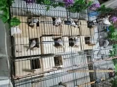 java finch for sale.